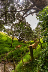 Fototapeta na wymiar Farm land on Onemana, New Zealand