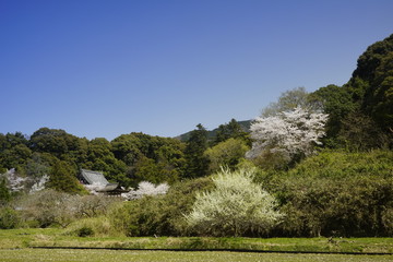 山の辺の道桜風景