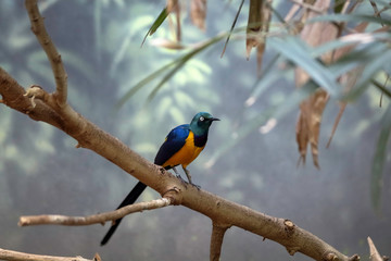 Golden breasted Starling, Cosmopsarus regius, Glossy Starling sitting on the tree branch in Denver Zoo