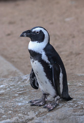 Naklejka premium African penguin (Spheniscus demersus), also known as the jackass penguin or black-footed penguin in Denver Zoo