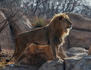Obraz na płótnie Canvas Majestic lion standing on the rock Denver Zoo