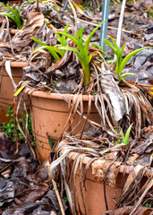 Spring awakening, flowers are sprouting out