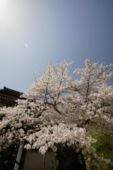 山の辺の道桜風景