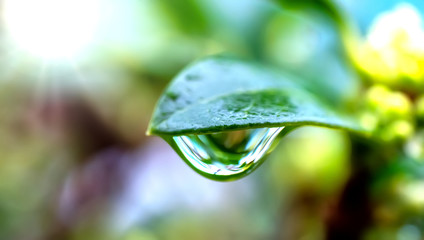 Waterdrops  on a plant leaf
