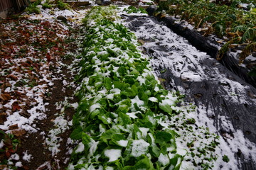 Fototapeta premium 畑