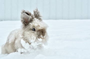 White Lionhead Bunny 