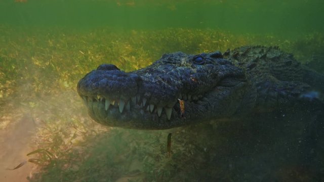 Predator in water, wild Alligator American saltwater crocodile underwater extreme 4k shot