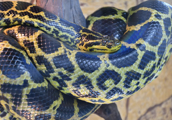 Eunectes notaeus (South Anaconda, or yellow Anaconda)