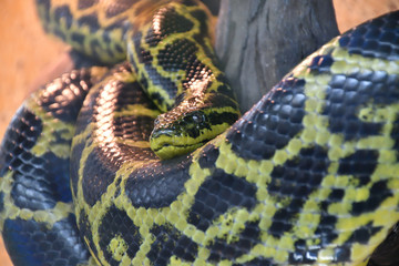 Eunectes notaeus (South Anaconda, or yellow Anaconda)