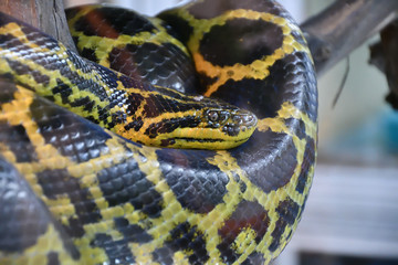Eunectes notaeus (South Anaconda, or yellow Anaconda)