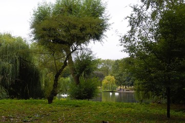 trees in the park