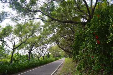 road in forest