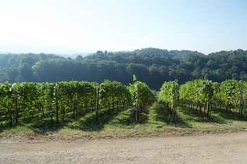Fototapeta na wymiar german vineyard