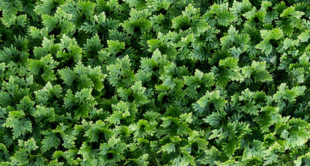 Green leaves background in the garden for decorating
