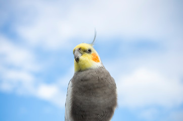 オカメインコ