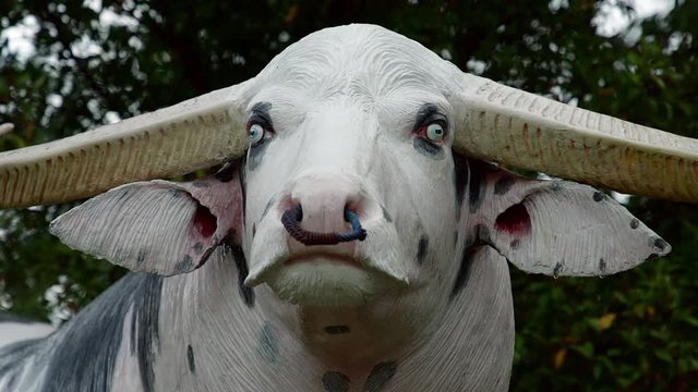 Tedong Bonga, buffalo toraja a buffalo, Sulawesi, Indonesa, Mai 2018