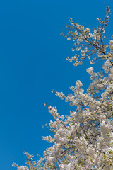 Cherry blossom full bloom in spring season.