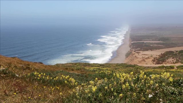 Waves Break on the California coast of Point Reyes National Seashore as viewed from high atop a bluff with yellow lupine flowers blowing in the sea breezes.