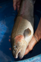 Hand holding Rainbow Trout