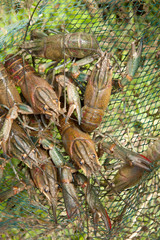 Red-claw crayfish in net
