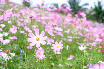 Obraz na płótnie Canvas Cosmos flowers in flower fields