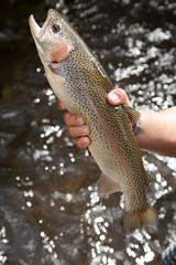 Hand holding Rainbow Trout