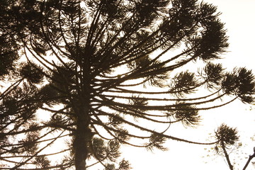 Araucária