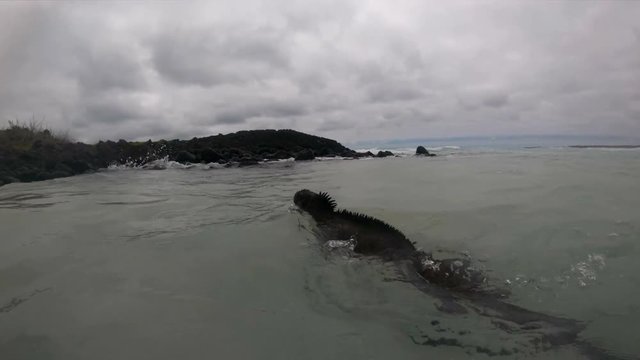 Animals on Galapagos. Marine Iguana swimming underwater - Iguanas on Santa Cruz Island, Tortuga bay. Male Marine Iguana diving under water swimming on Galapagos Islands. Animals and wildlife.