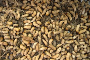 Fresh worms in local market ,Thailand
