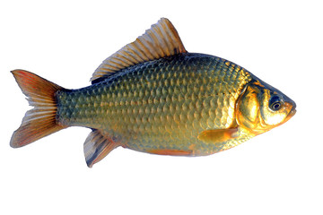 Crucian fish (lat. Carassius) on a white background. Isolate.