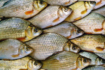 Several crucians (lat. Carassius) are on the table.