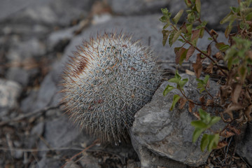 bisnaga del desierto