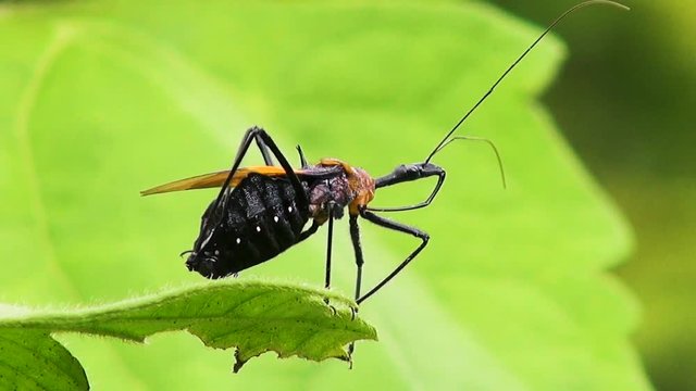 A Weevil (Curculionoidea) on a jungle leaf. Kingdom: Animalia, Phylum: Arthropoda, Class: Insecta, Order: Coleoptera, Suborder: Polyphaga, Infraorder: Cucujiformia, Superfamily: Curculionoidea