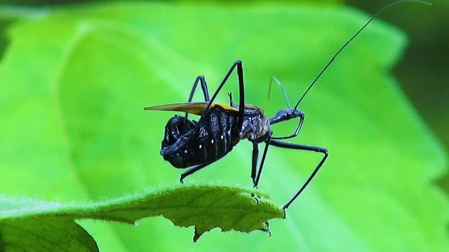 A Weevil (Curculionoidea) cleans itself on a jungle leaf. Phylum: Arthropoda, Class: Insecta, Order: Coleoptera, Suborder: Polyphaga, Infraorder: Cucujiformia, Superfamily: Curculionoidea