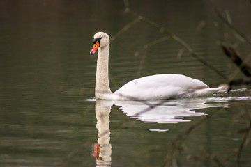 Der Schwan ist eine Gattung der Entenvögel und gehört zur Familie der Gänse