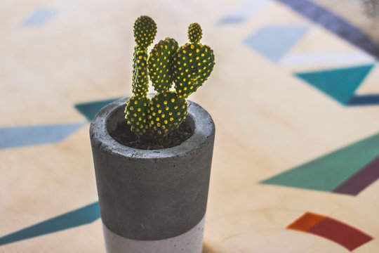 Cactus Plant In Concrete Pot