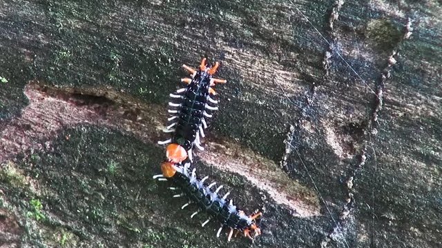Two unidentified worms (centipedes) battle for possession of a tiny hole in a fallen tree trunk in an Asian jungle.