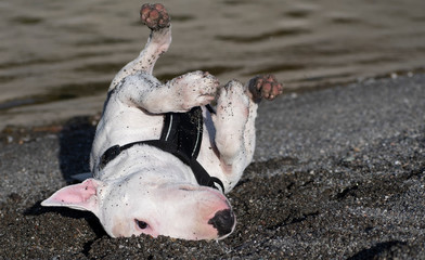 Bull terrier miniatures