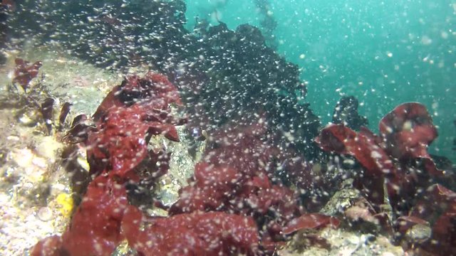 Underwater: Tadpoles Swimming Near Reef, Red Kelp and Marine Life