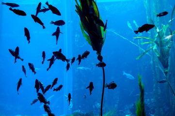 Marine Aquarium Fish and Plants