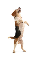 portrait of beagle standing with two legs and looking above isolated on white background