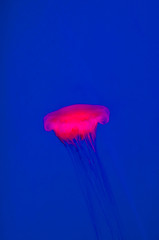 Beautiful pink jellyfish on a blue background