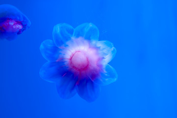 Beautiful jellyfish in the shape of a flower