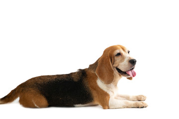 portrait of cute beagle sitting on the floor with tongue sticking out isolated on white background