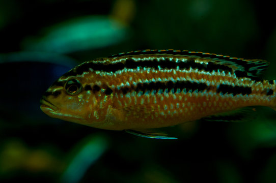 Fish in a large aquarium. Golden Cichlid (Melanochromis auratus)