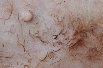 Flee on dog skin
