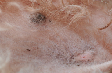 Scar on dog skin