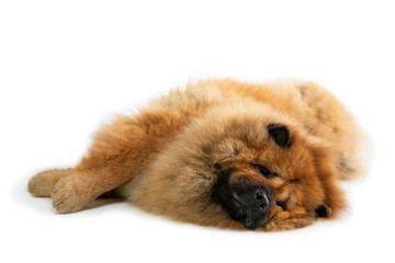 portrait of lazy chow chow dog lying on the floor isolated on white background