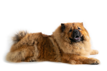 portrait of lazy chow chow dog lying on the floor isolated on white background