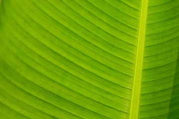 Green leaves background.Green leaves color tone dark in the morning.Tropical Plant,environment, photo concept nature and plant.